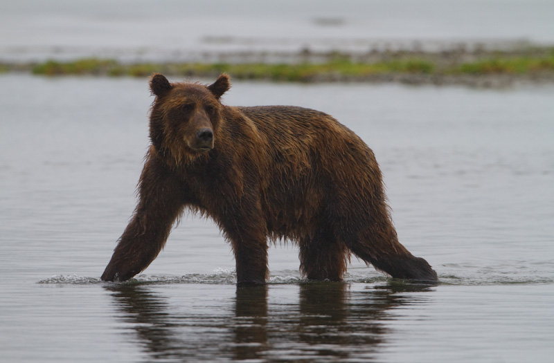 Grizzly Bear Crossing River